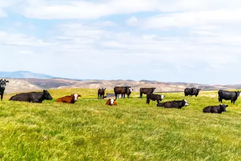 Historic Ranch on Central Coast