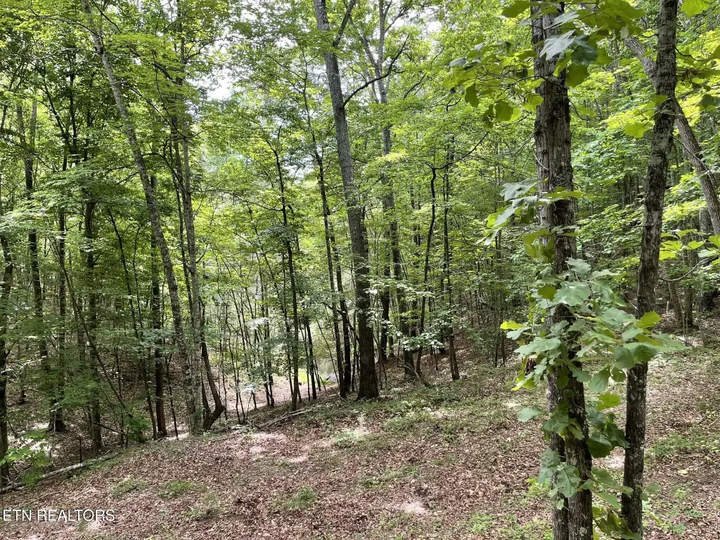 Picture 41