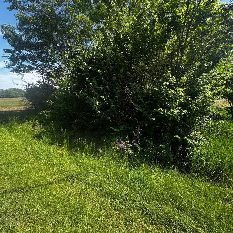 Picture 3