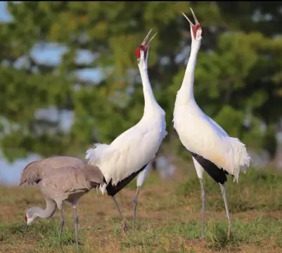 Waterfront Acreage in Lamar