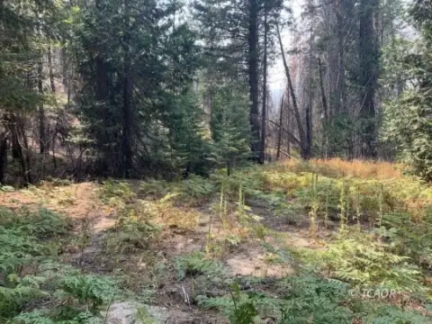 Lewiston Vacant Land with Stream