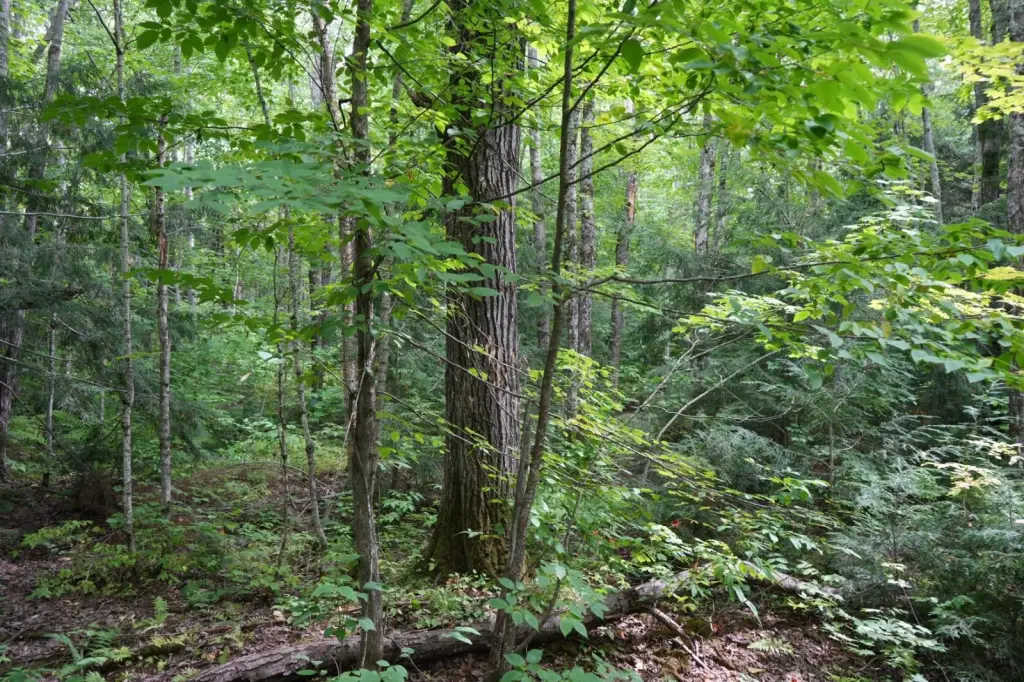 Picture 18