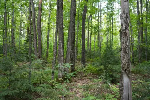 Hardwood Hunting Land