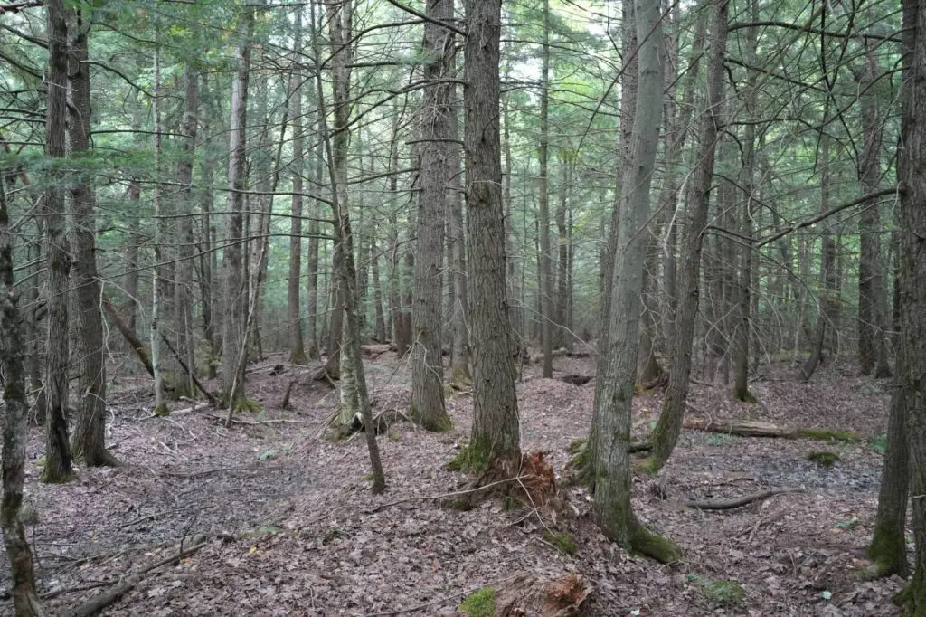 Picture 4