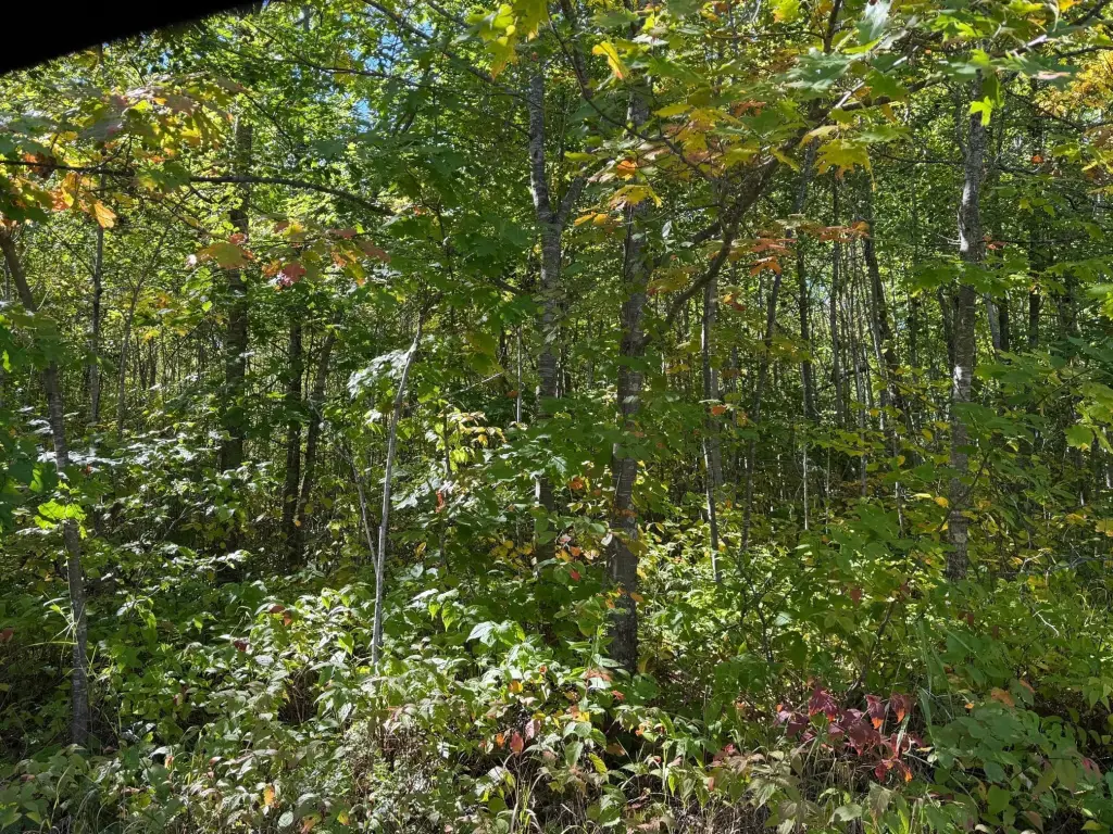 Picture 9