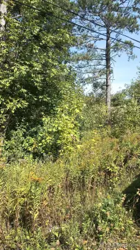 Wooded Land Parcel