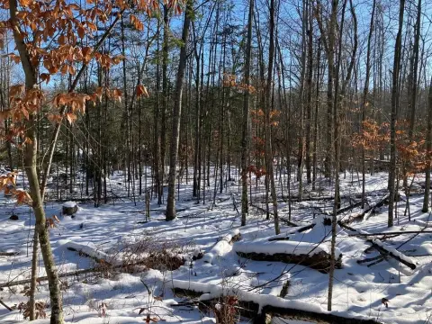 Wooded Lot in Ellison Bay