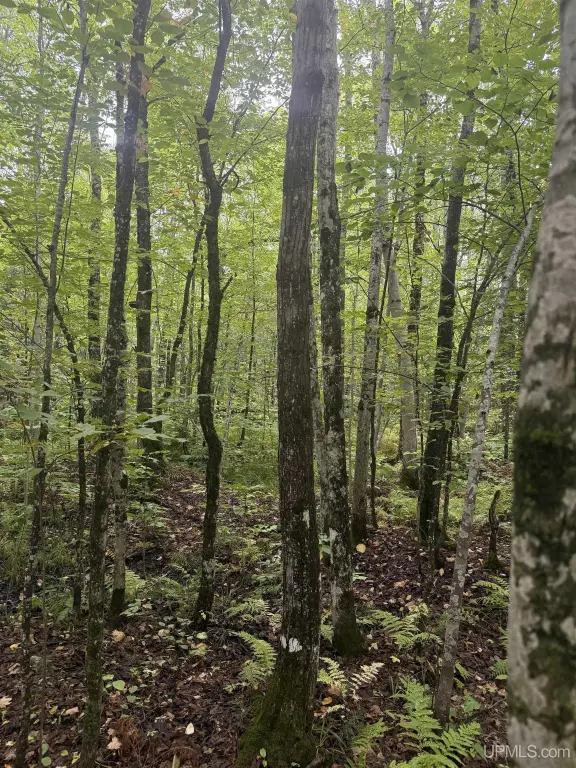 Picture 7