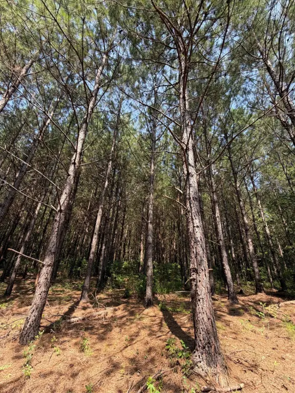 Picture 41