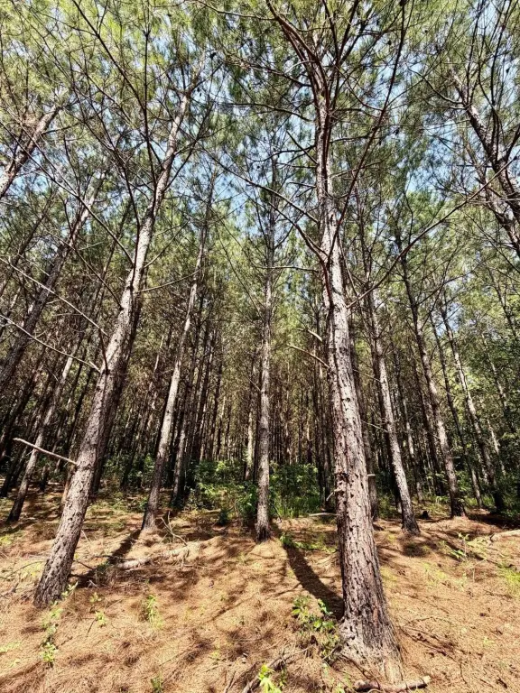 Picture 40