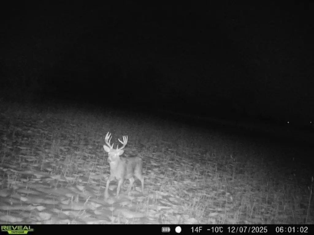 Picture 11