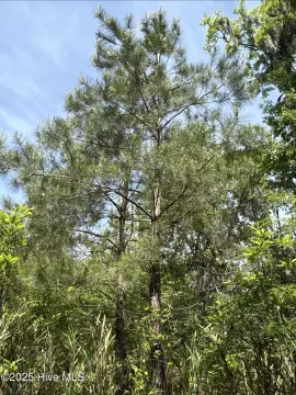 22.9 Acres Wooded Tract