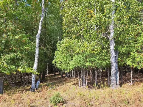 20 Acres Wooded Land Parcel