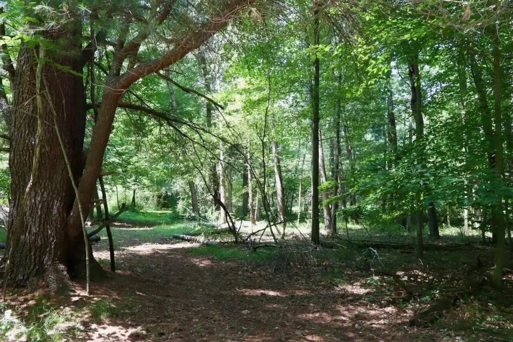 Picture 36