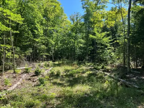 Wooded Land Parcel in Ellison