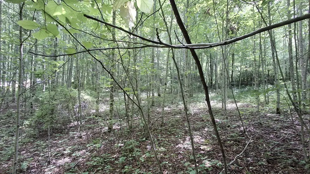Picture 17