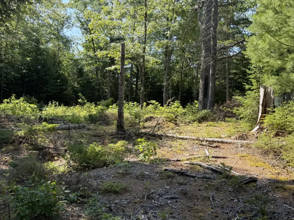 Picture 5
