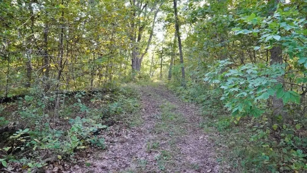 Picture 53