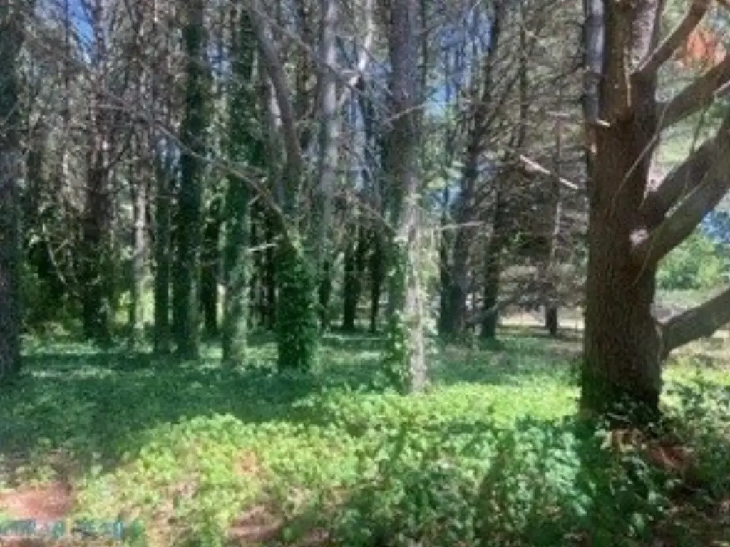 Picture 8