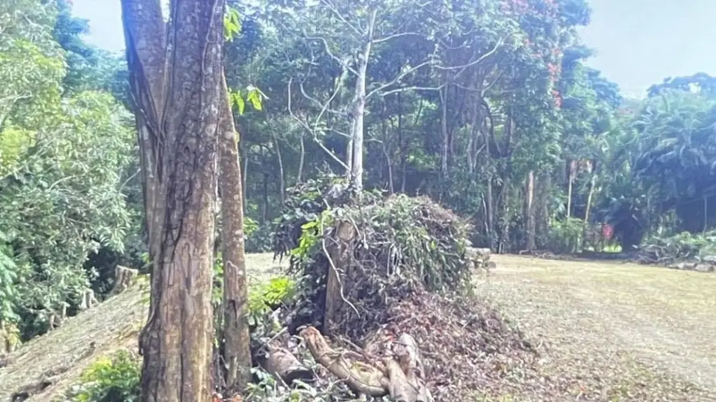 Picture 6