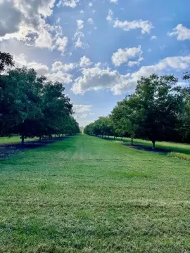 100 Acre Pecan Farm