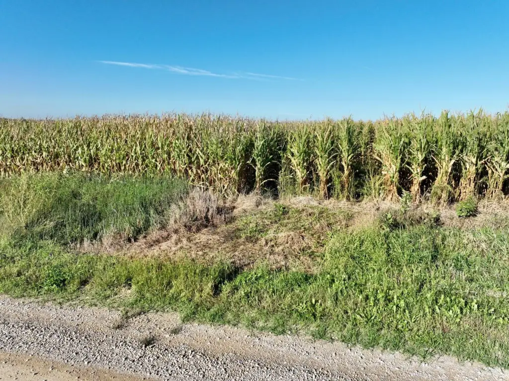 Picture 53