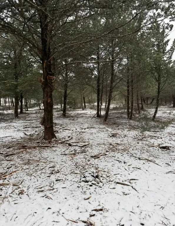 Picture 31