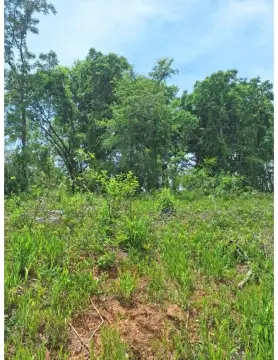 Recreational/Hunting Land Near Greenwood