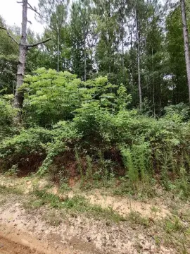 Forested Lot Near Resort Amenities