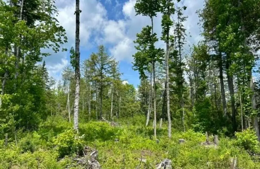 Picture 7