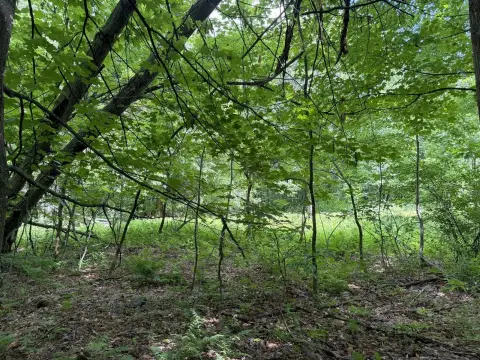 Wooded Land with Road Frontage