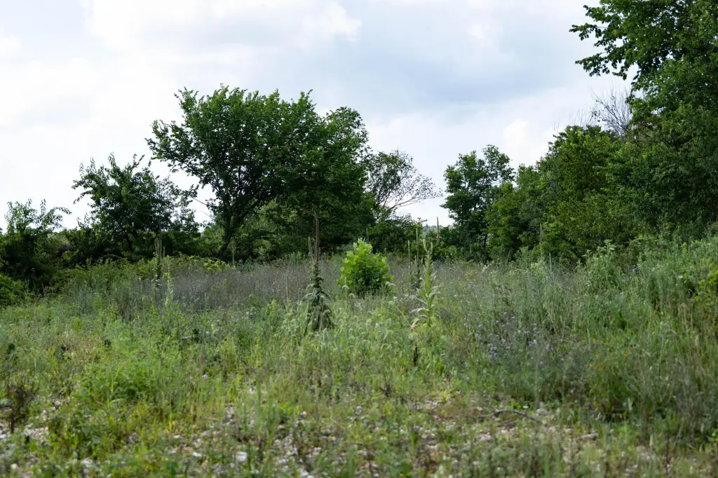 Picture 15