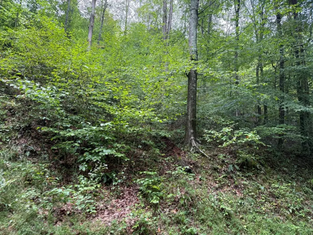 Picture 4
