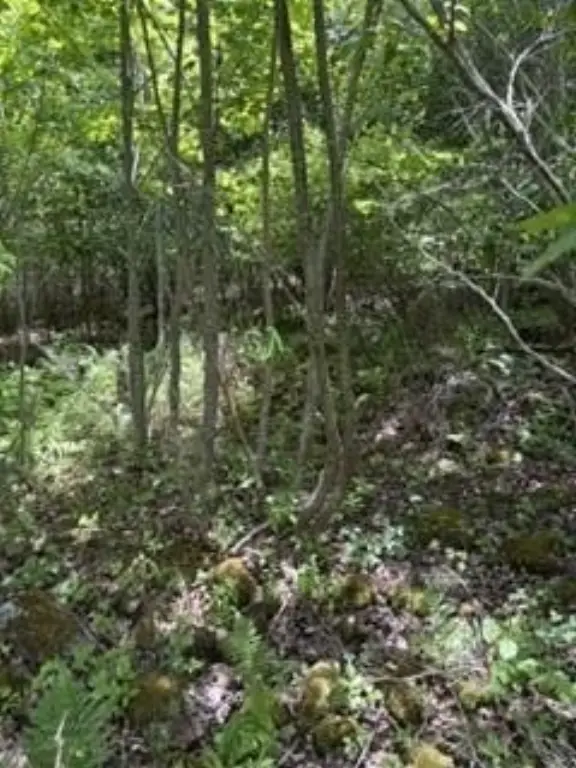 Picture 5