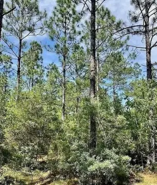 Lumberton Wooded Lot in Lake Hillsdale