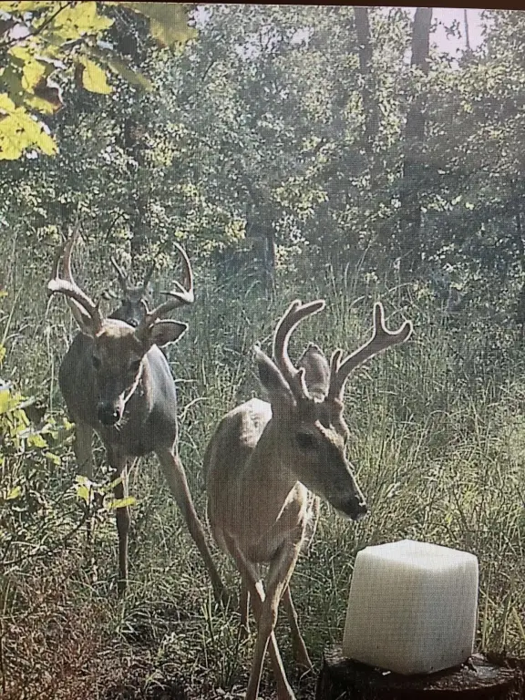 Picture 22