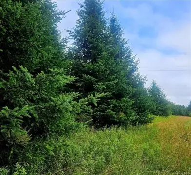 Jeffersonville Land with Mature Evergreens