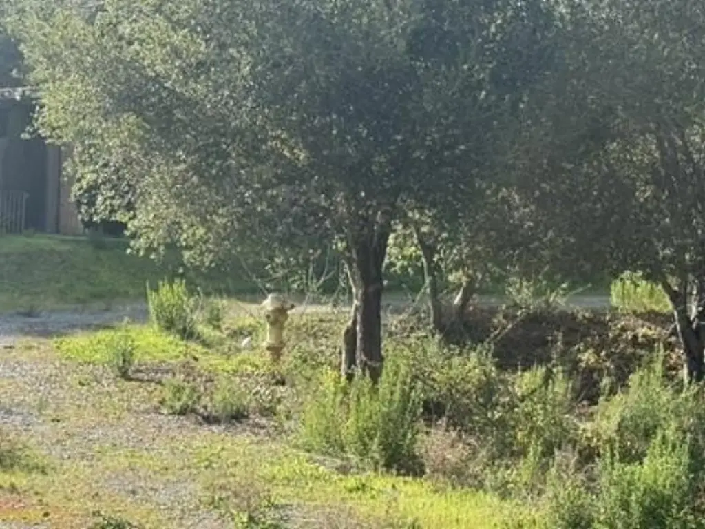 Picture 28