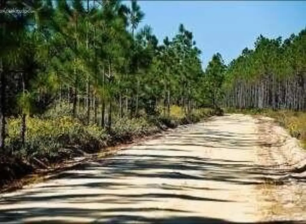 Picture 8