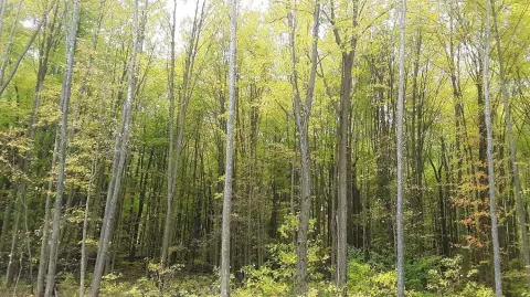 Wooded Land Near Michigan City