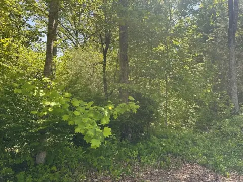 Wooded Lot in Dogwood Subdivision
