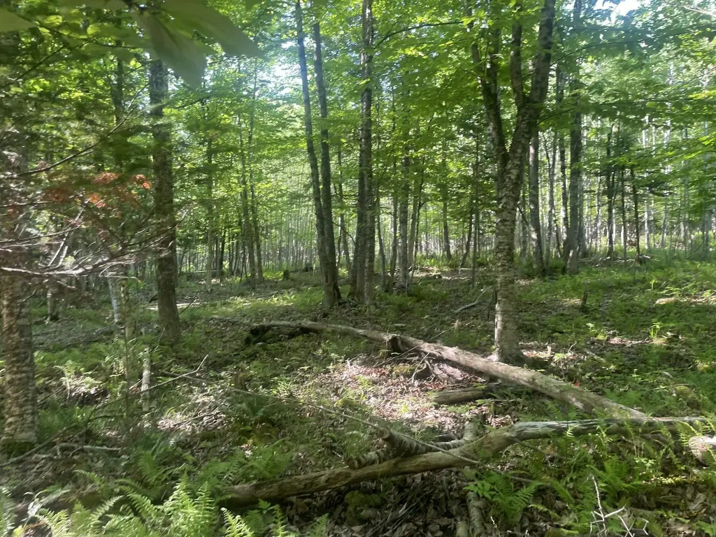 Picture 48