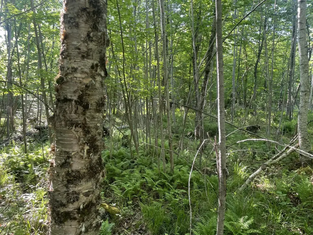 Picture 27