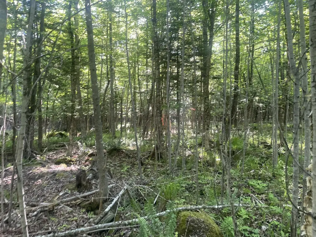 Picture 45