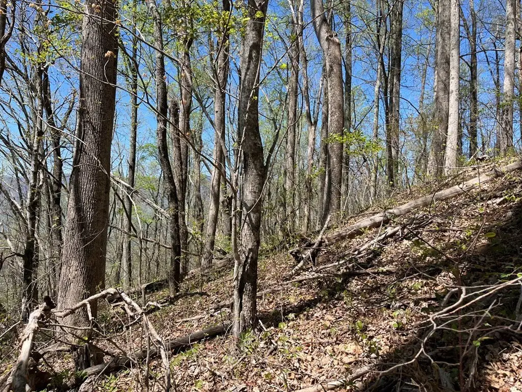 Picture 8