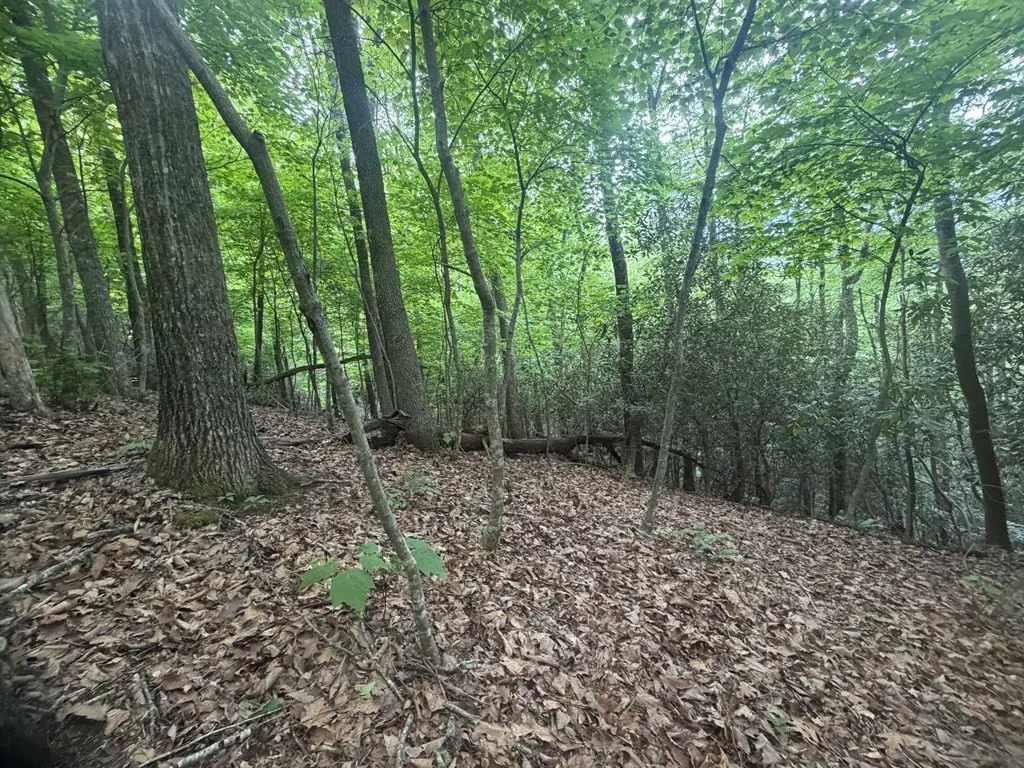Picture 12