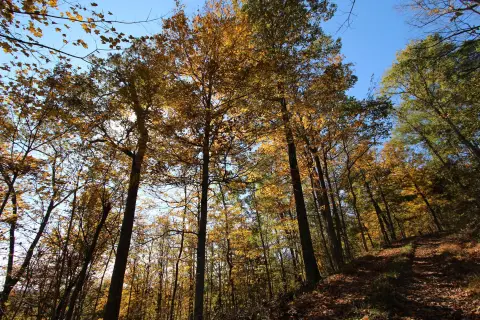 Secluded Hunting Land in Frankfort