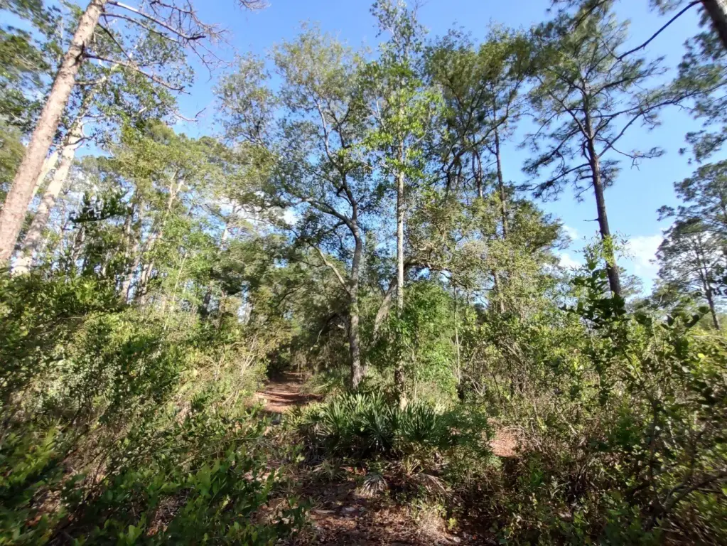 Picture 17