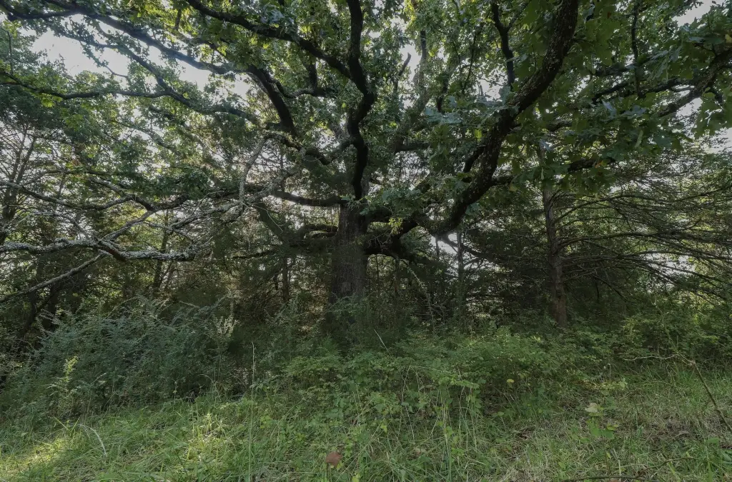 Picture 18