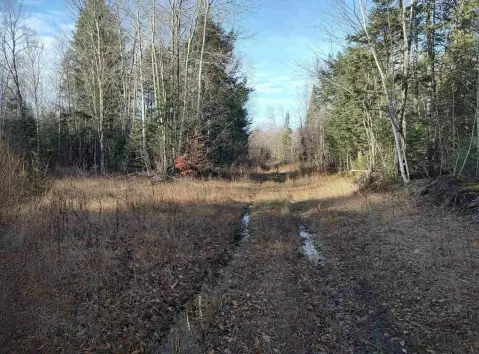 Wooded Recreational Land